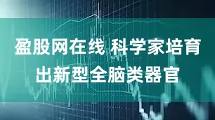 盈股网在线 科学家培育出新型全脑类器官